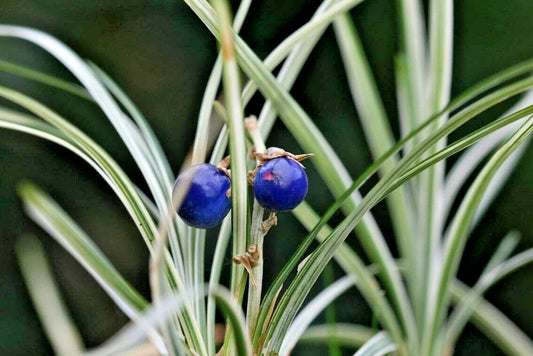 Variegated Mondo Grass Ophiopogon Japonicus – Hardy Ground Cover Seeds