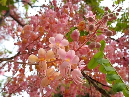 Tropical Coral Shower Cassia Grandis Flowering Tree Seeds