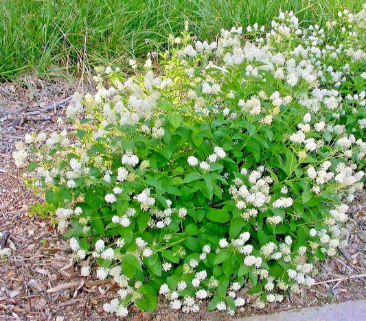 New Jersey Tea Ceanothus Americanus – Hardy Garden Flower Seeds