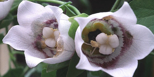 Codonopsis Flower Seeds for Planting