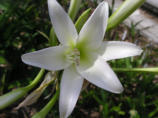 Crinum Lily Bulbispermum Album White Oak Large-size Bulb New - Flower