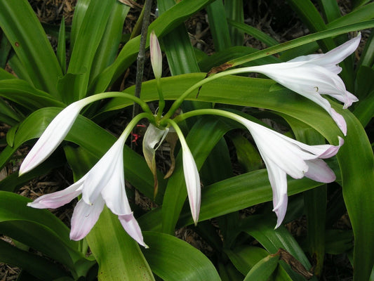 Crinum Lily Bayou – Garden Flower Seeds