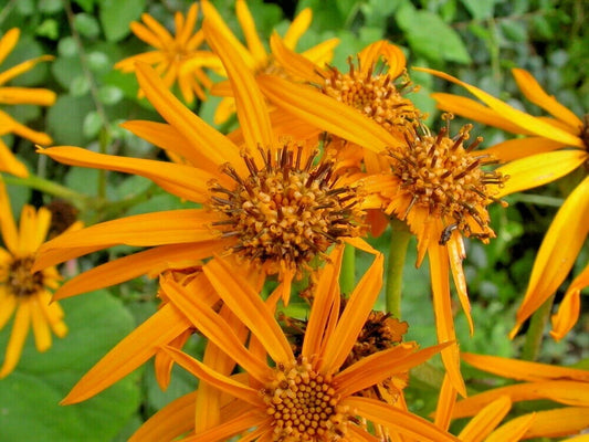 Crested Ligularia Farfugium Japonicum Ornamental Perennial Flower Seeds