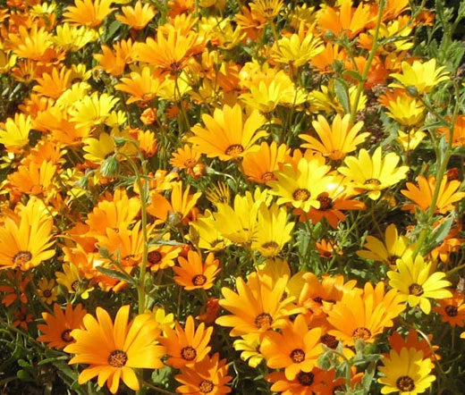 African Daisy Dimorphotheca Sinuata – Colorful Garden Flower Seeds