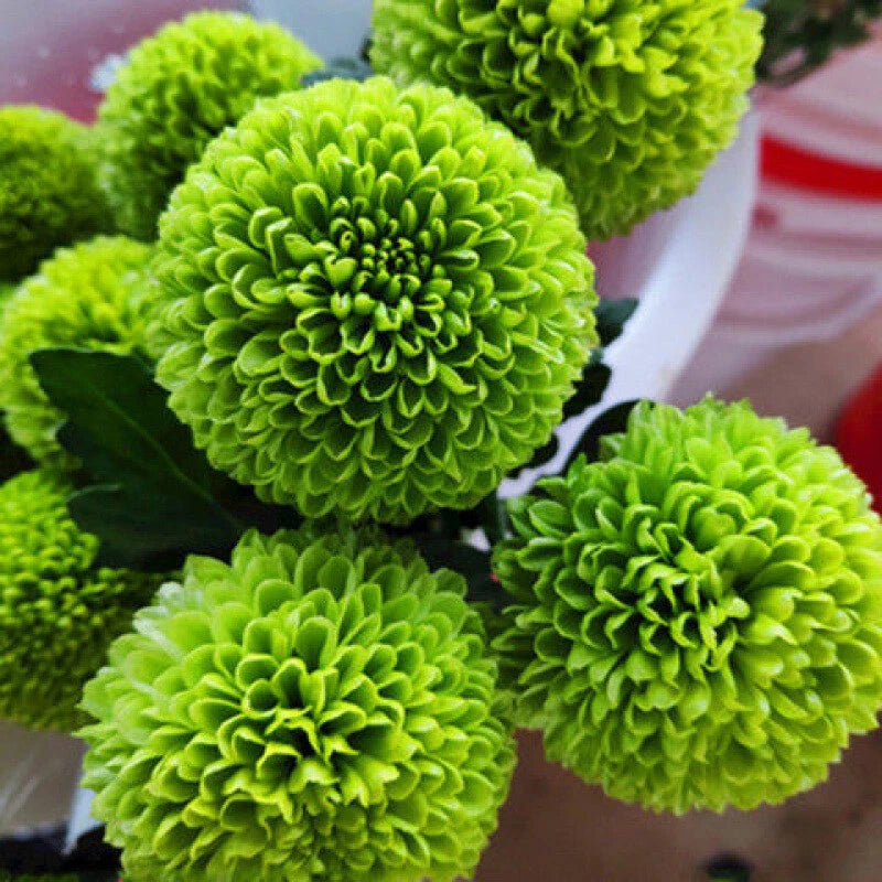 Aster Pompon White – Garden Flower Seeds for Planting