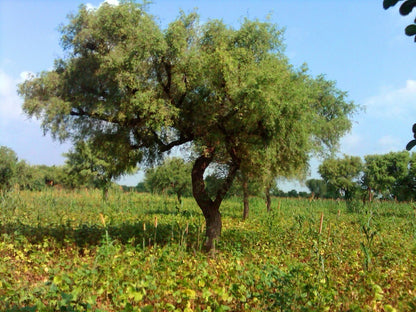 Prosopis Cineraria – Khejri Evergreen Tree Seeds