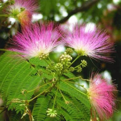 Acacia Confusa Formosa Wattle Hardy Tree Seeds