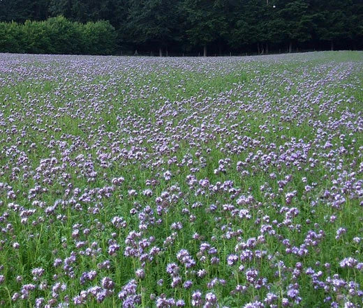 Lacy Phacelia Phacelia Tanacetifolia – Perennial Wildflower Seeds