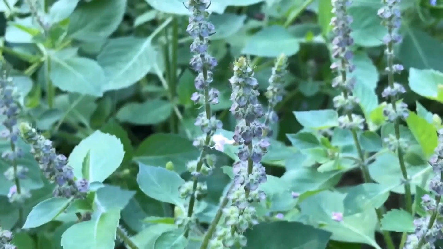 Ocimum Sanctum Tulsi – Culinary and Therapeutic Herb Seeds