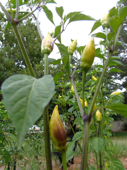 Habanero de Arbol – Spicy Vegetable Garden Seeds