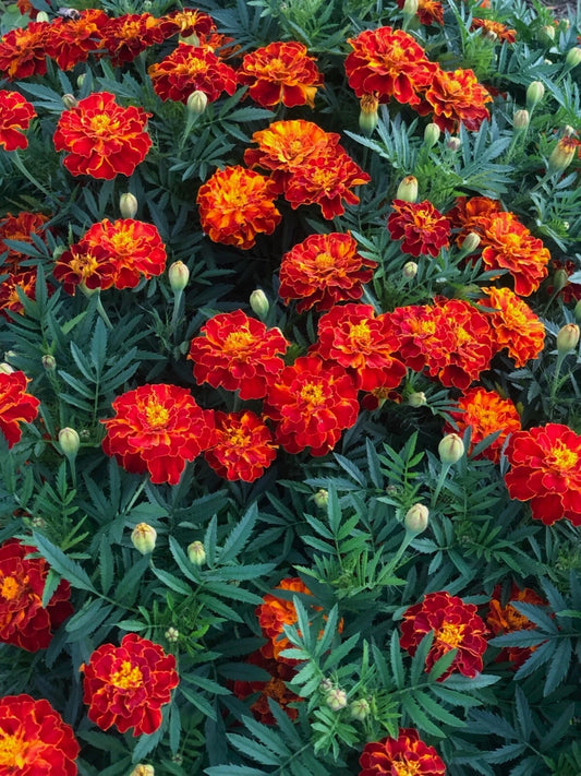 Marigold Tangerine Orange Brown Mix Colorful Garden Flower Seeds