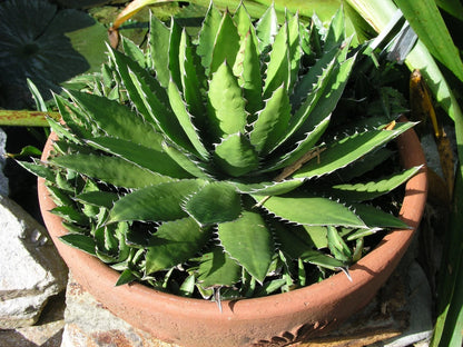 Agave Lopantha Thorncrest Century Plant Large Size Choice - Flower