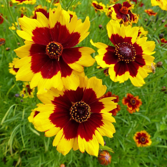 Lb Plains Coreopsis Wildflower Seeds Everwilde Farms Mylar Seed Packet – Perennial Flower Seeds Product Image – High Quality Seeds for Gardeners