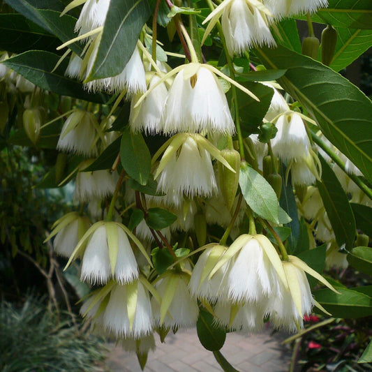 Elaeocarpus Floribundus Flowering Tree Indian Olive Jolpai Usa – Hardy Fruit Tree Seeds Product Image – High Quality Seeds for Gardeners