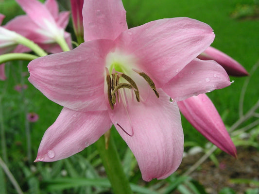Crinum Lily Emma Jones Medium-size Bulb New - Flower Seeds