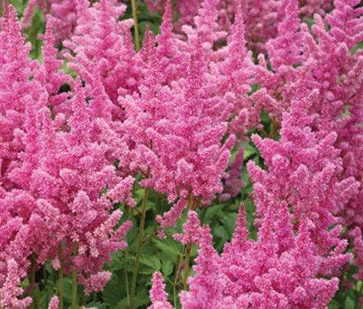 Astilbe Chinese Astilbe Chinensis – Colorful Garden Flower Seeds