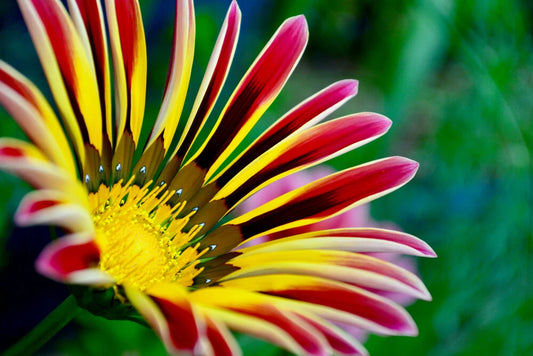 Gazania Mix Colorful Garden Flower Seeds