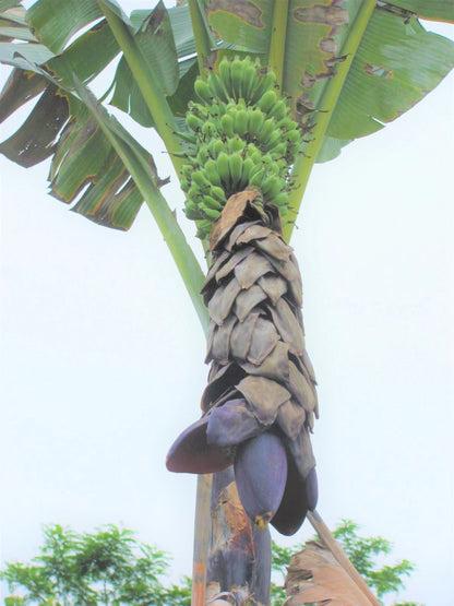 Bhimkol Banana Musa Balbisiana Fruit Tree Seeds