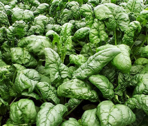 Spinach Bloomsdale Spinacia Oleracea – Vegetable Garden Seeds