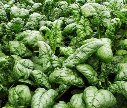 Spinach Bloomsdale Spinacia Oleracea – Vegetable Garden Seeds