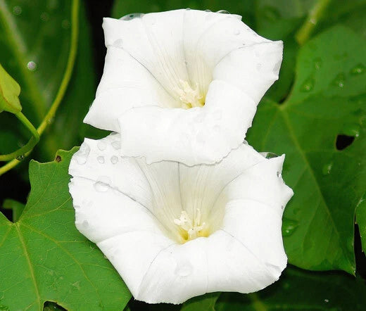Morning Glory Pearly Gates Ipomoea Tricolor – Climbing Garden Flower Seeds