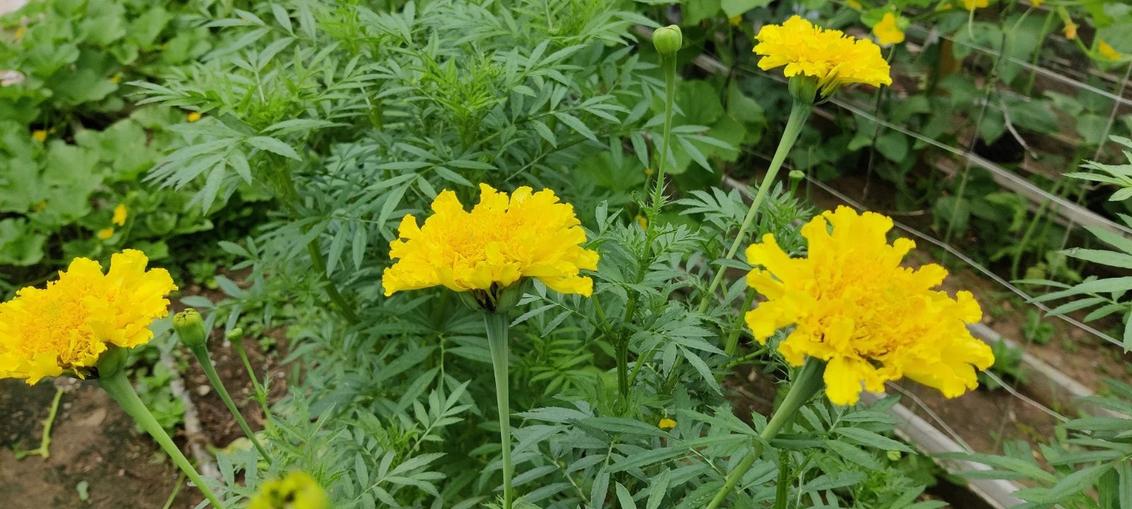 Yellow Marigold Colorful Garden Flower Seeds