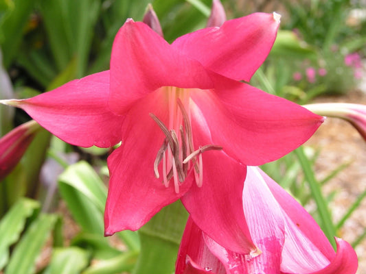 Crinum Lily Code – Garden Flower Seeds