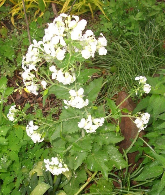 White Flowered Money Plant Lunaria Annua Wildflower Garden Seeds