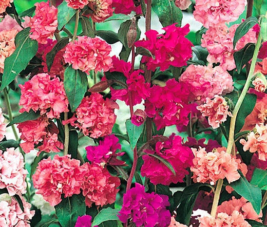 Mountain Garland Clarkia Unguiculata – Vibrant Garden Flower Seeds