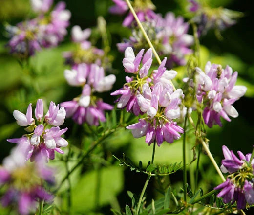 Crown Vetch Coronilla Varia Perennial Flower Seeds