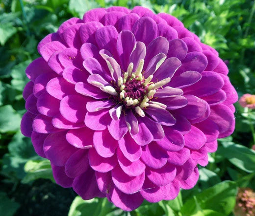 Zinnia Zinnia Elegans – Purple Prince Garden Flower Seeds