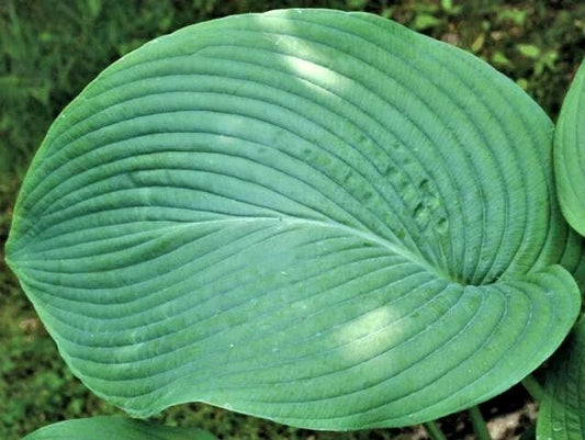 Hosta Birchwood Elegance – Shade Tolerant Garden Flower Seeds