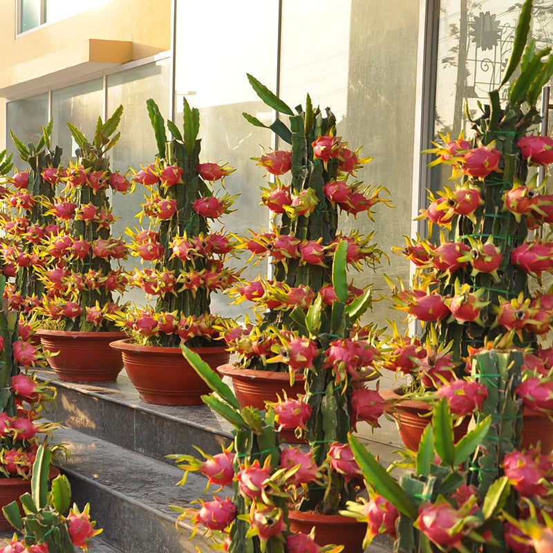 Dragon Fruit Seeds – Tropical Fruit Seeds
