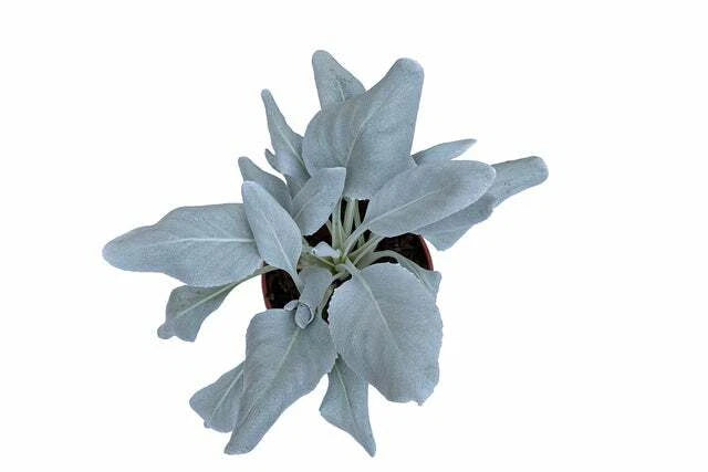 White Sage Seeds for Indoor and Outdoor Planting