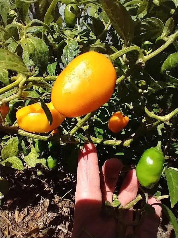 Honey Badger Manzano Chile – Vegetable Garden Seeds