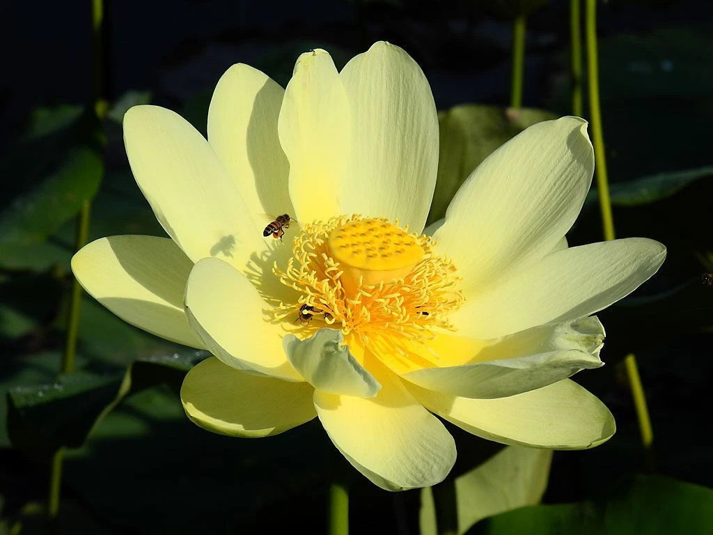 American Lotus – Yellow Water Garden Flower Seeds