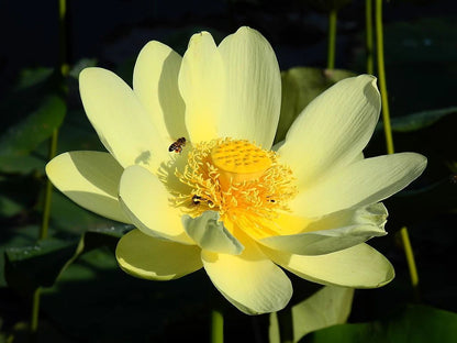 American Lotus – Yellow Water Garden Flower Seeds
