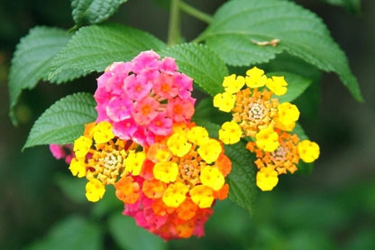 Lantana Camara – Fragrant Flowering Shrub Garden Seeds