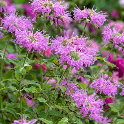 Wild Bergamot Seeds Monarda Fistulosa Bergamot Unusual Flowers