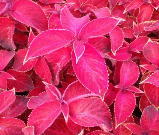 Coleus Solenostemon Scutellarioides – Jazz Ruby Garden Seeds