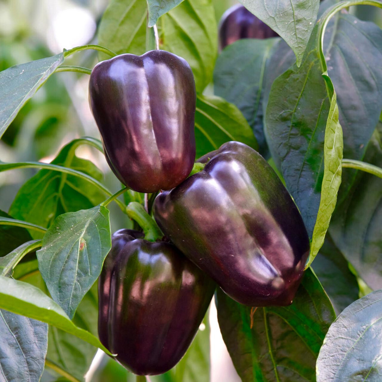 Bohemian Baron Pepper – Purple Bell Vegetable Garden Seeds