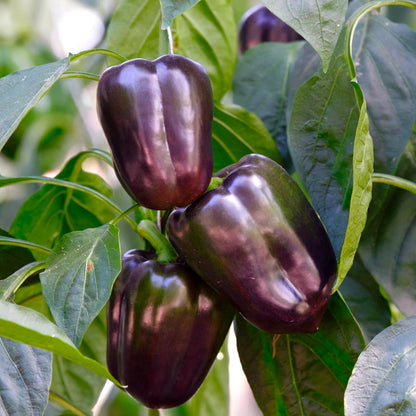 Bohemian Baron Pepper – Purple Bell Vegetable Garden Seeds