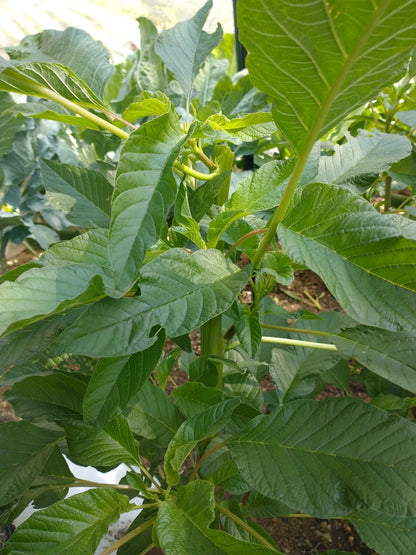 Jamaican Callaloo – Large Leaf Vegetable Garden Seeds