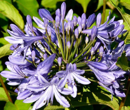 Lily of the Nile Agapanthus Headbourne Hybrids – Hardy Garden Flower Seeds