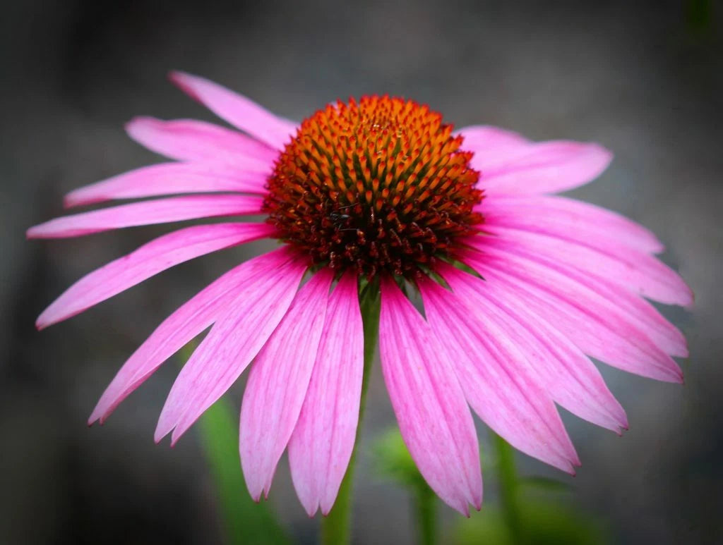 Echinacea Purpurea Perennial Purple Coneflower Seeds
