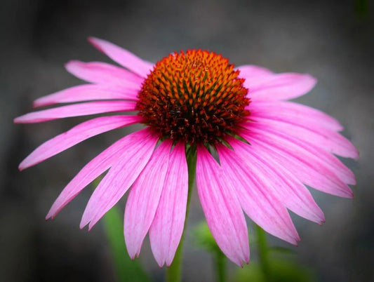 Echinacea Purpurea Perennial Purple Coneflower Seeds