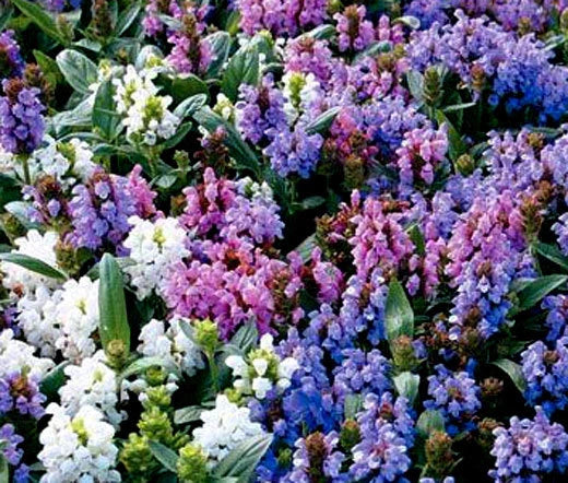 Prunella Self Heal Pagoda Mix Prunella Grandiflora – Hardy Garden Flower Seeds