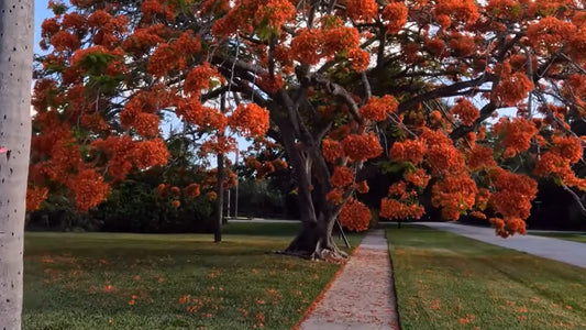 Delonix Regia – Red Royal Flowering Poinciana Tree Seeds