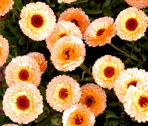 Calendula Pink Surprise Calendula Officinalis – Colorful Garden Flower Seeds
