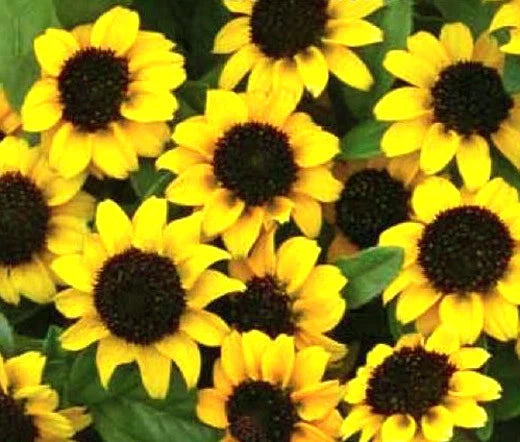 Creeping Zinnia Sanvitalia Procumbens – Spreading Garden Flower Seeds